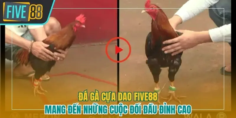 Đá gà cựa dao